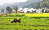 [河南旅游策劃]業(yè)界人士聚焦鄉(xiāng)村旅游 企業(yè)投資貴在多方共贏(yíng)